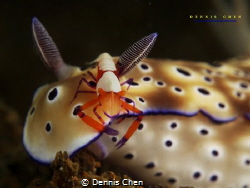 Give me a break
Imperial shrimp (Periclimenes imperator)... by Dennis Chen 